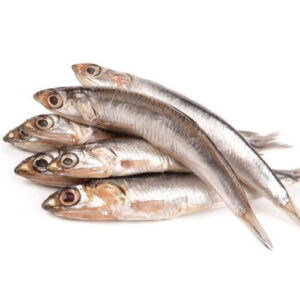 Frozen Anchovy Fish