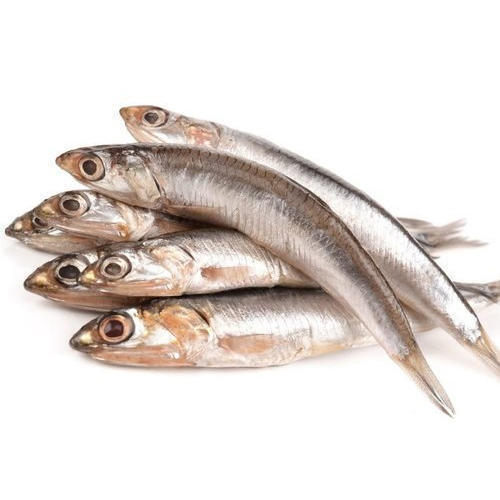Frozen Anchovy Fish