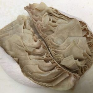 Frozen Beef Omasum