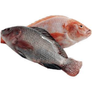 Frozen Tilapia Fish